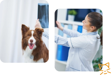 Mulher analisa uma radiografia que segura nas mãos e um cachorro está ao lado